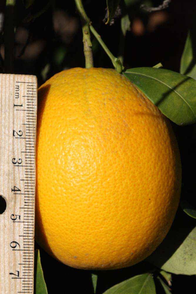              Fruit (Riverside, CA)       